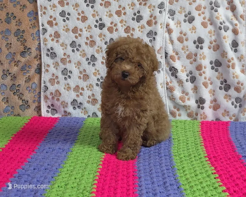 Pebbles📣Sold📣 – Poodle - Miniature  puppy for sale in Tucson, AZ