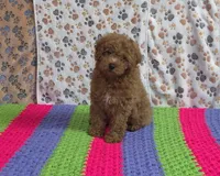 Pebbles📣Sold📣, a male Poodle - Miniature  for sale in Tucson, AZ – Photo 1 of 8