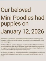 Pebbles📣Sold📣, a male Poodle - Miniature  for sale in Tucson, AZ – Photo 5 of 8