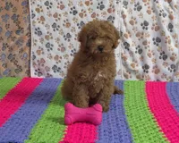 Pebbles📣Sold📣, a male Poodle - Miniature  for sale in Tucson, AZ – Photo 2 of 8