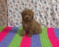 Pebbles📣Sold📣, a male Poodle - Miniature  for sale in Tucson, AZ – Photo 4 of 8