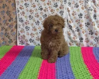 Pebbles📣Sold📣, a male Poodle - Miniature  for sale in Tucson, AZ – Photo 3 of 8