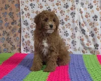 Buddy 📣Sold📣, a male Poodle - Miniature  for sale in Tucson, AZ – Photo 3 of 9