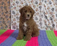 Buddy 📣Sold📣, a male Poodle - Miniature  for sale in Tucson, AZ – Photo 4 of 9