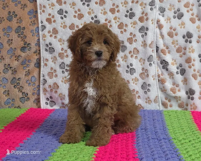 Buddy 📣Sold📣 – Poodle - Miniature  puppy for sale in Tucson, AZ