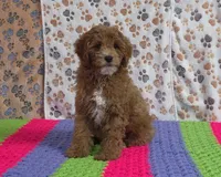 Buddy 📣Sold📣, a male Poodle - Miniature  for sale in Tucson, AZ – Photo 1 of 9