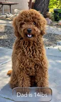 Buddy 📣Sold📣, a male Poodle - Miniature  for sale in Tucson, AZ – Photo 8 of 9