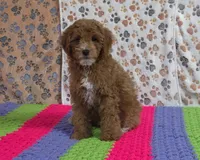 Buddy 📣Sold📣, a male Poodle - Miniature  for sale in Tucson, AZ – Photo 2 of 9