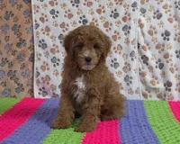 Buddy 📣Sold📣, a male Poodle - Miniature  for sale in Tucson, AZ – Photo 5 of 9