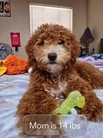 ❤️Sammy❤️, a male Poodle - Miniature  for sale in Tucson, AZ – Photo 8 of 8