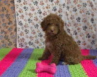 ❤️Sammy❤️, a male Poodle - Miniature  for sale in Tucson, AZ – Photo 3 of 8