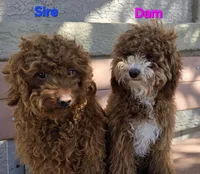 ❤️Sammy❤️, a male Poodle - Miniature  for sale in Tucson, AZ – Photo 6 of 8