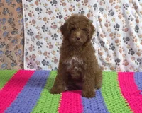 ❤️Sammy❤️, a male Poodle - Miniature  for sale in Tucson, AZ – Photo 2 of 8