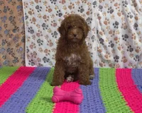 ❤️Sammy❤️, a male Poodle - Miniature  for sale in Tucson, AZ – Photo 4 of 8