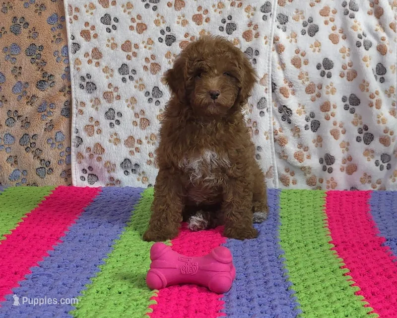 ❤️Sammy❤️ – Poodle - Miniature  puppy for sale in Tucson, AZ