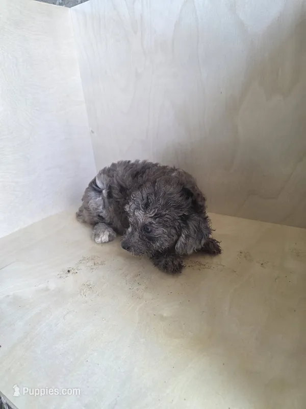 Pearl – Miniature Goldendoodle puppy for sale in Montgomery, IN