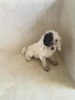 Gigi, a female Miniature Goldendoodle for sale in Montgomery, IN – 4 of 5