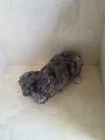 Pearl, a female Miniature Goldendoodle for sale in Montgomery, IN – 4 of 5