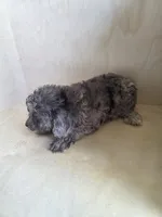 Pearl, a female Miniature Goldendoodle for sale in Montgomery, IN – 3 of 5
