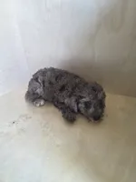 Pearl, a female Miniature Goldendoodle for sale in Montgomery, IN – 2 of 5