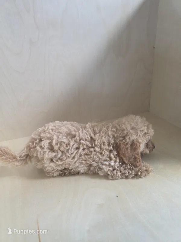 Sally – Miniature Goldendoodle puppy for sale in Montgomery, IN
