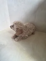 Sally, a female Miniature Goldendoodle for sale in Montgomery, IN – 6 of 6