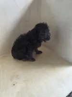 Bruno, a male Miniature Goldendoodle for sale in Montgomery, IN – 2 of 4