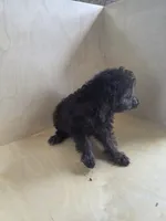 Bruno, a male Miniature Goldendoodle for sale in Montgomery, IN – 3 of 4