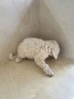 Max, a male Miniature Goldendoodle for sale in Montgomery, IN – 2 of 5