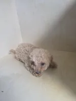 Sally, a female Miniature Goldendoodle for sale in Montgomery, IN – 2 of 6