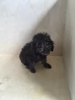Bruno, a male Miniature Goldendoodle for sale in Montgomery, IN – 4 of 4