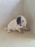 Gigi, a female Miniature Goldendoodle for sale in Montgomery, IN – 2 of 5
