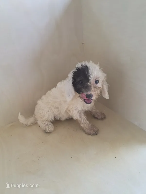 Gigi – Miniature Goldendoodle puppy for sale in Montgomery, IN