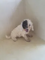 Gigi, a female Miniature Goldendoodle for sale in Montgomery, IN – 1 of 5