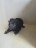 Bruno, a male Miniature Goldendoodle for sale in Montgomery, IN – 1 of 4