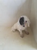 Gigi, a female Miniature Goldendoodle for sale in Montgomery, IN – 3 of 5