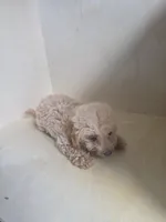 Sally, a female Miniature Goldendoodle for sale in Montgomery, IN – 3 of 6