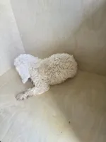 Max, a male Miniature Goldendoodle for sale in Montgomery, IN – 4 of 5