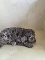 Pearl, a female Miniature Goldendoodle for sale in Montgomery, IN – 5 of 5