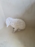 Max, a male Miniature Goldendoodle for sale in Montgomery, IN – 3 of 5