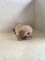 Sally, a female Miniature Goldendoodle for sale in Montgomery, IN – 5 of 6