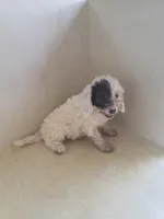 Gigi, a female Miniature Goldendoodle for sale in Montgomery, IN – 5 of 5