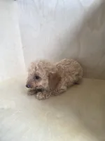 Sally, a female Miniature Goldendoodle for sale in Montgomery, IN – 4 of 6