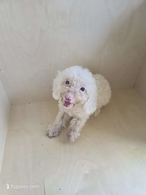 Max – Miniature Goldendoodle puppy for sale in Montgomery, IN