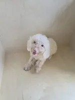 Max, a male Miniature Goldendoodle for sale in Montgomery, IN – 1 of 5