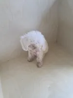 Max, a male Miniature Goldendoodle for sale in Montgomery, IN – 5 of 5