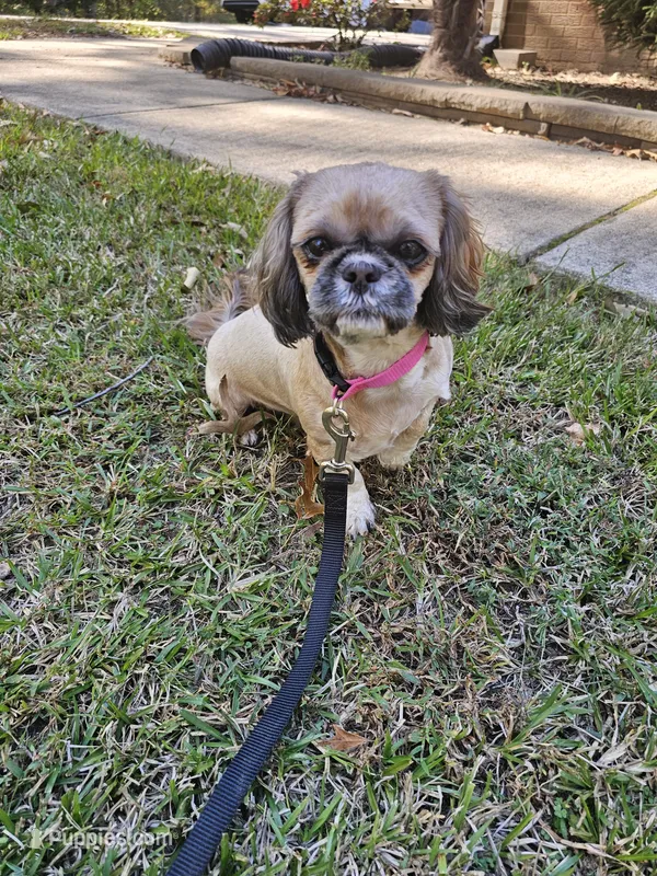 Lulu  – Shih Tzu puppy for sale in Monroe, NC
