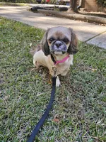 Lulu , a female Shih Tzu for sale in Monroe, NC – 2 of 9