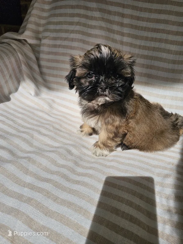 Charlie- (AKC) – Shih Tzu puppy for sale in Monroe, NC