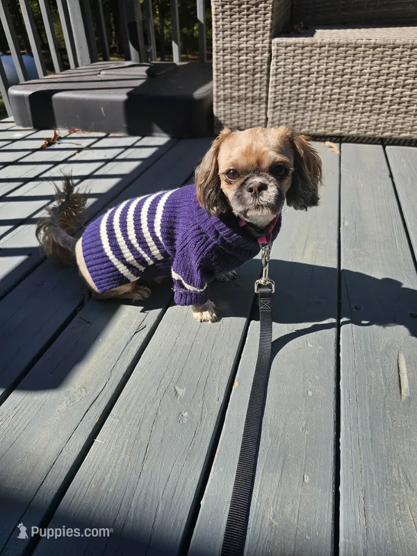 Lulu  – Shih Tzu puppy for sale in Monroe, NC